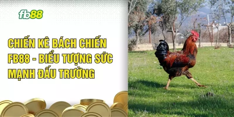 Chiến Kê Bách Chiến FB88 - Biểu Tượng Sức Mạnh Đấu Trường