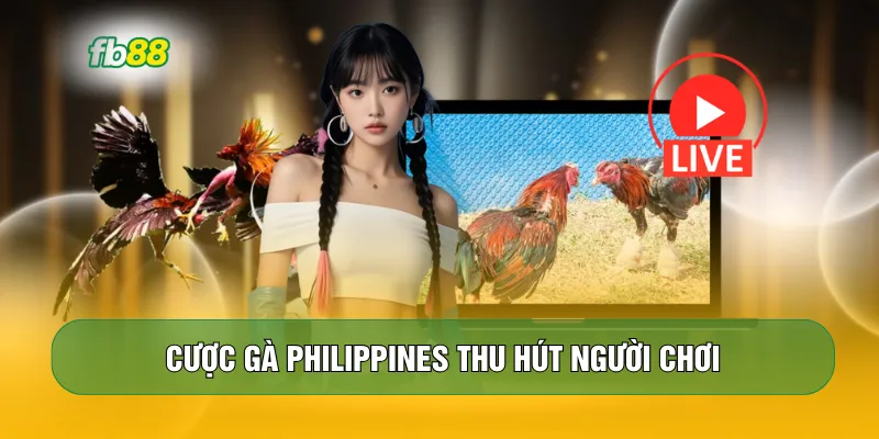 Cược gà Philippines thu hút người chơi