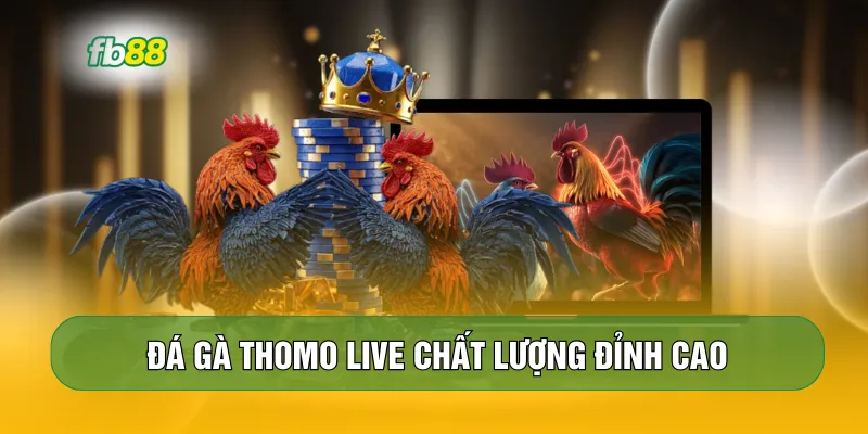Đá gà Thomo live chất lượng đỉnh cao