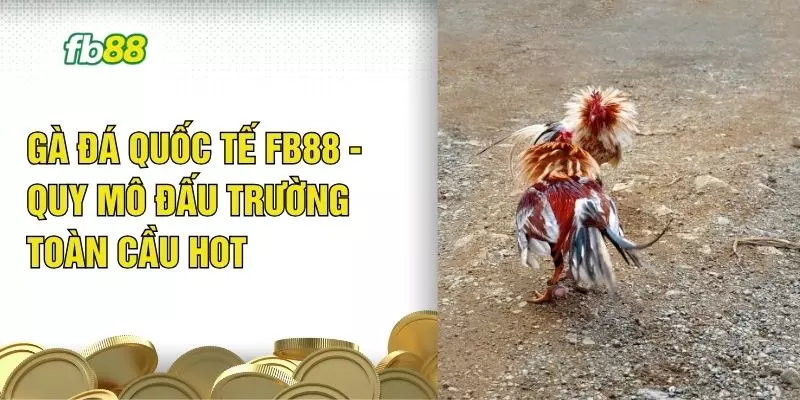Gà Đá Quốc Tế FB88 - Quy Mô Đấu Trường Toàn Cầu Hot