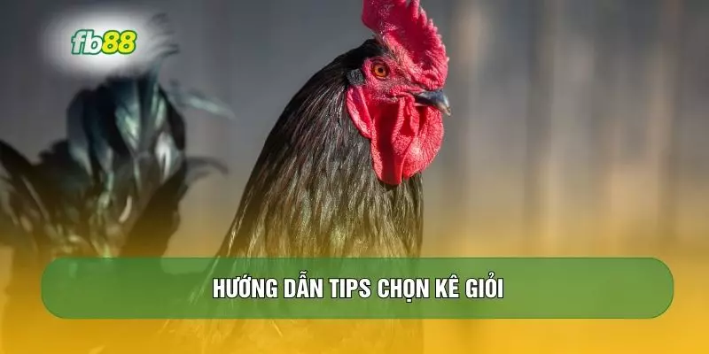 Hướng dẫn tips chọn kê giỏi