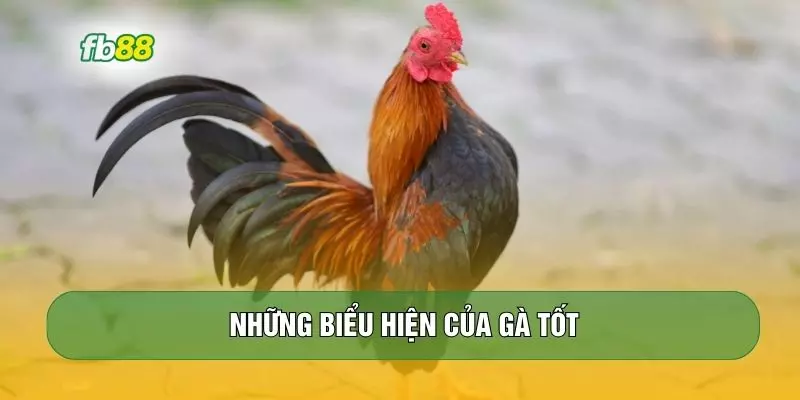 Những biểu hiện của gà tốt