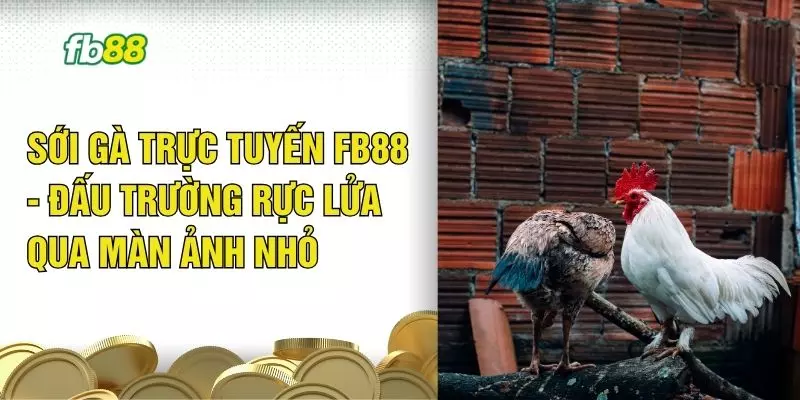 Sới Gà Trực Tuyến FB88 -  Đấu Trường Rực Lửa Qua Màn Ảnh Nhỏ