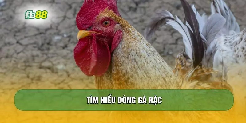 Tìm hiểu dòng gà rặc