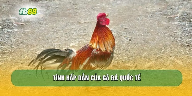 Tính hấp dẫn của gà đá quốc tế