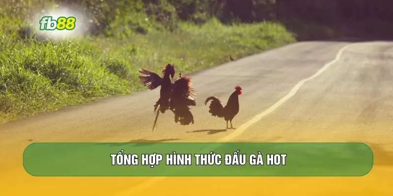 Tổng hợp hình thức đấu gà hot