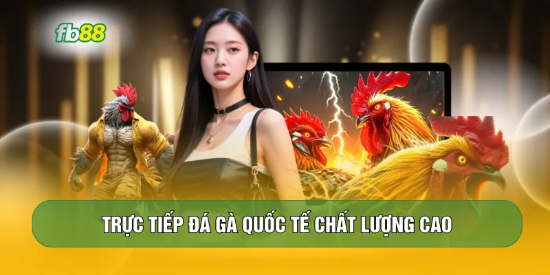 Trực tiếp đá gà quốc tế chất lượng cao